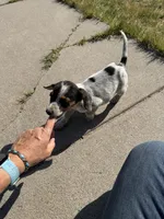 Dots, a male Beagle for sale in Cheyenne Wells, CO – 5 of 6
