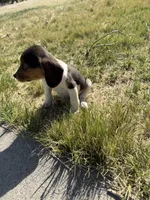 Little boy, a male Beagle for sale in Cheyenne Wells, CO – 5 of 6