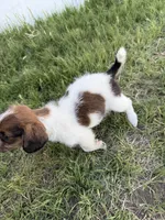 Bear, a male Jack Russell Terrier and Beagle for sale in Cheyenne Wells, CO – 6 of 9