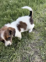 Bear, a male Jack Russell Terrier and Beagle for sale in Cheyenne Wells, CO – 9 of 9