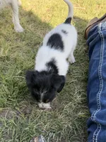 Little man, a male Jack Russell Terrier and Beagle for sale in Cheyenne Wells, CO – 7 of 9