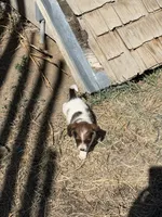 Bear, a male Jack Russell Terrier and Beagle for sale in Cheyenne Wells, CO – 4 of 4