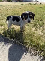 Patches , a male Beagle for sale in Cheyenne Wells, CO – 5 of 5