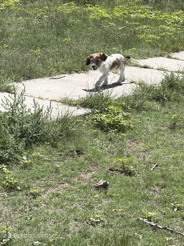 Bear – Jack Russell Terrier, Beagle puppy for sale in Cheyenne Wells, CO