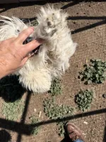 Snowflake , a female Komondor for sale in Cheyenne Wells, CO – 4 of 4
