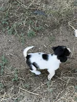 Little man, a male Jack Russell Terrier and Beagle for sale in Cheyenne Wells, CO – 4 of 4