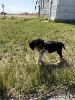 Little girl, a female Beagle for sale in Cheyenne Wells, CO – 4 of 4