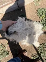 Snowflake , a female Komondor for sale in Cheyenne Wells, CO – 3 of 4