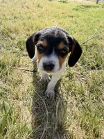 Little girl, a female Beagle for sale in Cheyenne Wells, CO – 1 of 4