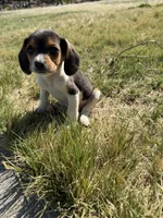 Little boy, a male Beagle for sale in Cheyenne Wells, CO – 2 of 6