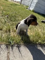 Little boy, a male Beagle for sale in Cheyenne Wells, CO – 4 of 6