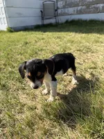Little girl, a female Beagle for sale in Cheyenne Wells, CO – 2 of 4