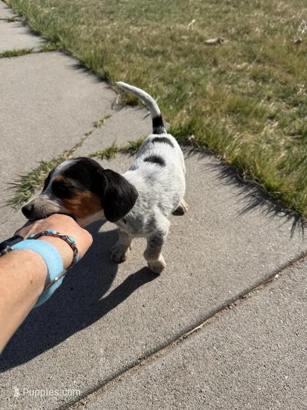 Dots – Beagle puppy for sale in Cheyenne Wells, CO
