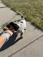 Dots, a male Beagle for sale in Cheyenne Wells, CO – 1 of 6