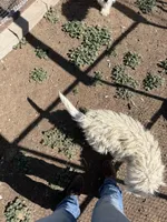 Snowstorm , a male Komondor for sale in Cheyenne Wells, CO – 4 of 5