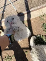 Snowflake , a female Komondor for sale in Cheyenne Wells, CO – 2 of 4
