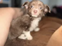 Milo, a male Chihuahua for sale in Fayetteville, NC – 2 of 3