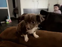 Milo, a male Chihuahua for sale in Fayetteville, NC – 3 of 3