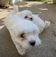 Maltese Puppy, a female Maltese for sale in Romeoville, IL – 3 of 3