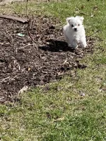 Maltese Puppy, a female Maltese for sale in Romeoville, IL – Photo 10 of 10