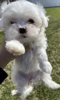 Maltese Puppy, a female Maltese for sale in Romeoville, IL – Photo 2 of 10