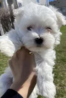 Maltese Puppy, a female Maltese for sale in Romeoville, IL – Photo 4 of 10