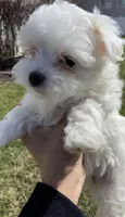 Maltese Puppy, a female Maltese for sale in Romeoville, IL – Photo 3 of 10