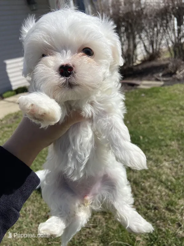 Maltese Puppy – Maltese puppy for sale in Romeoville, IL