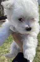 Maltese Puppy, a female Maltese for sale in Romeoville, IL – Photo 5 of 10