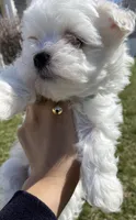 Maltese Puppy, a female Maltese for sale in Romeoville, IL – Photo 6 of 10
