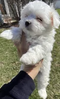 Maltese Puppy, a female Maltese for sale in Romeoville, IL – Photo 7 of 10