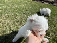 Maltese Puppy, a female Maltese for sale in Romeoville, IL – Photo 9 of 10