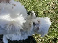 Maltese Puppy, a female Maltese for sale in Romeoville, IL – Photo 8 of 10