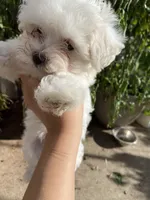 Maltese Puppy, a female Maltese for sale in Romeoville, IL – 2 of 3