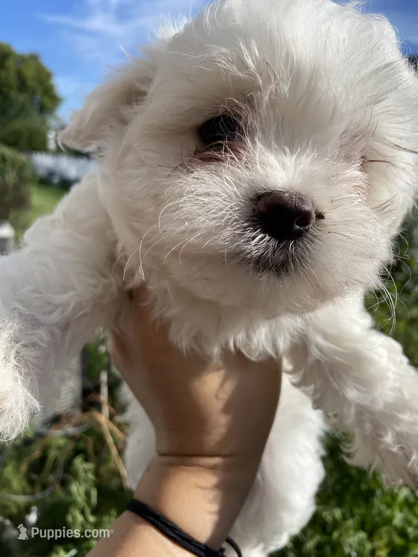 Maltese Puppy – Maltese puppy for sale in Romeoville, IL