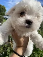 Maltese Puppy, a female Maltese for sale in Romeoville, IL – 1 of 3