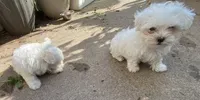 Maltese Puppy, a female Maltese for sale in Romeoville, IL – 3 of 3