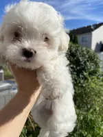 Maltese Puppy, a female Maltese for sale in Romeoville, IL – 2 of 3