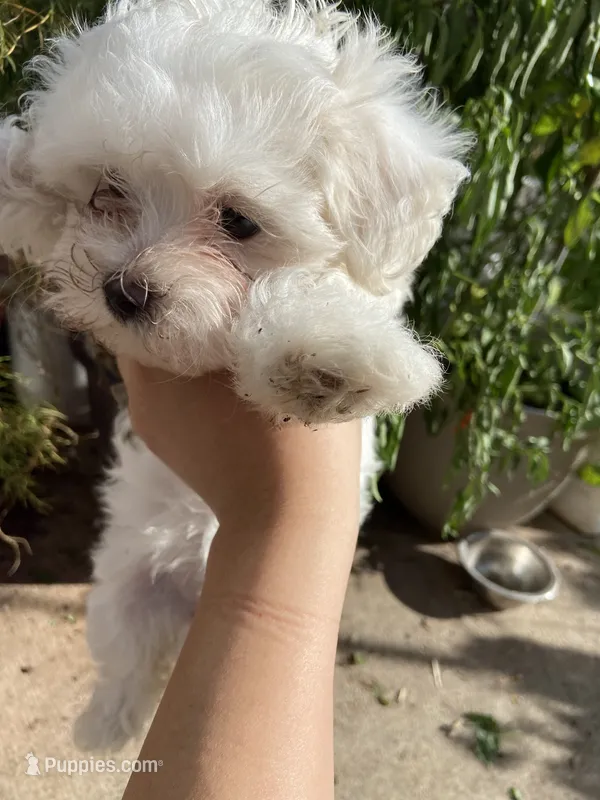 Maltese Puppy – Maltese puppy for sale in Romeoville, IL