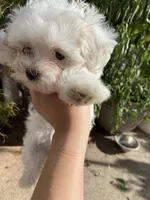 Maltese Puppy, a female Maltese for sale in Romeoville, IL – 1 of 3