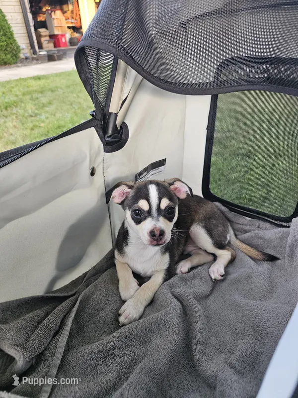 Cyrus – Chihuahua puppy for sale in Bedford, IN