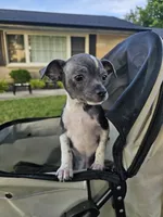 Brutius, a male Chihuahua for sale in Bedford, IN – 1 of 1