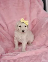 Cookie, a female Goldendoodle for sale in Mesa, AZ – Photo 1 of 4