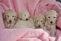 Cookie, a female Goldendoodle for sale in Mesa, AZ – Photo 3 of 4