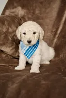 Finn, a male Goldendoodle for sale in Mesa, AZ – Photo 1 of 3