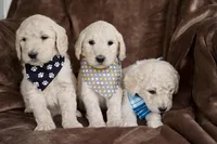 Finn, a male Goldendoodle for sale in Mesa, AZ – Photo 3 of 3