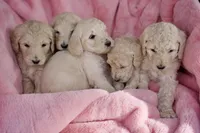 Poppy, a female Goldendoodle for sale in Mesa, AZ – Photo 4 of 4