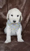 Dash, a male Goldendoodle for sale in Mesa, AZ – Photo 1 of 3