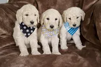 Bear, a male Goldendoodle for sale in Mesa, AZ – Photo 3 of 3