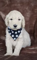 Bear, a male Goldendoodle for sale in Mesa, AZ – Photo 1 of 3